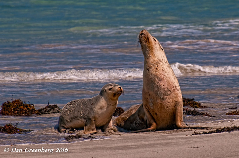 Seals Close Up