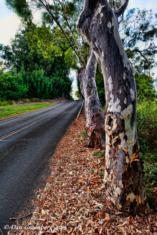 Eucalyptus Trees Along Route 270