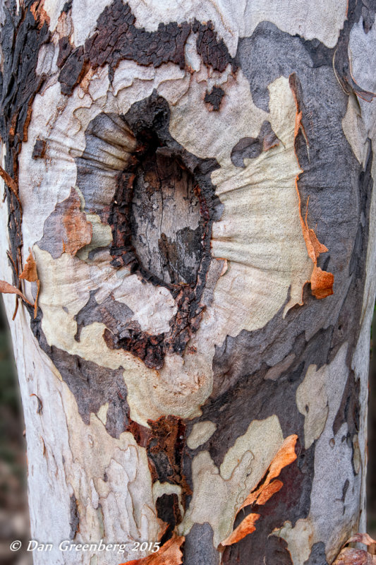 Knot in a Eucalyptus Tree