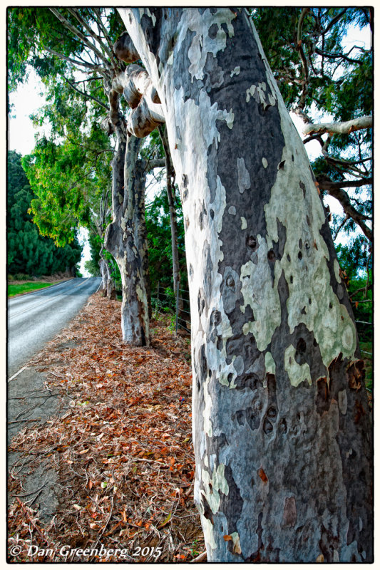 Eucalyptus Trees Along the Road