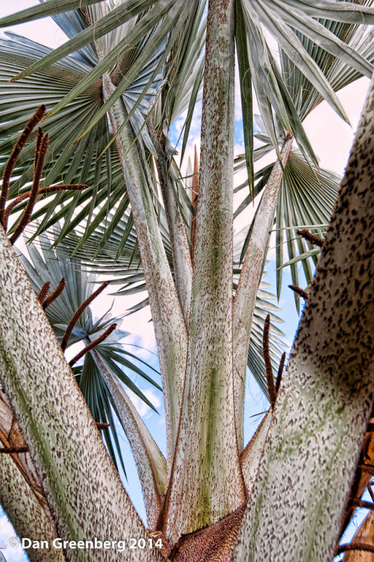 Palm Tree Abstract