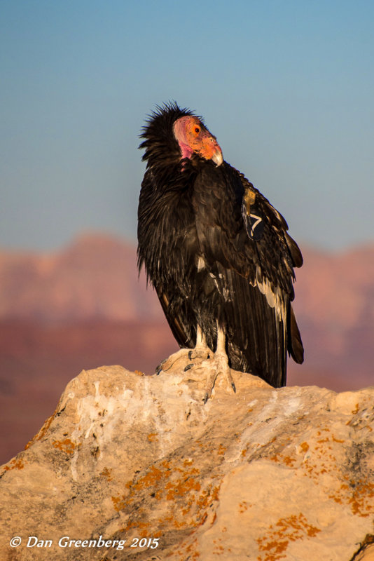 California Condor #187