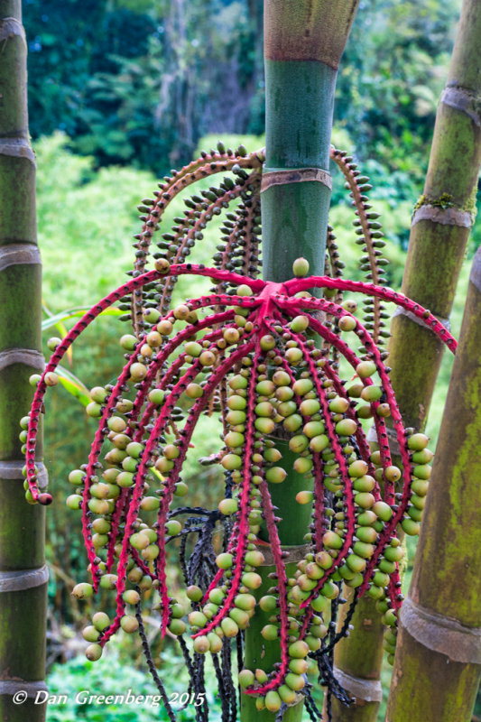 Fruit of a Bamboo Palm