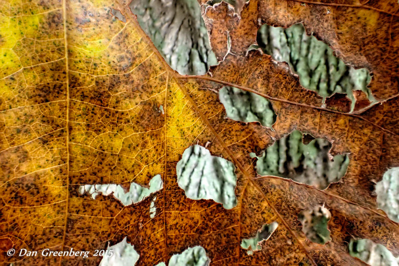 View through holes in a Leaf