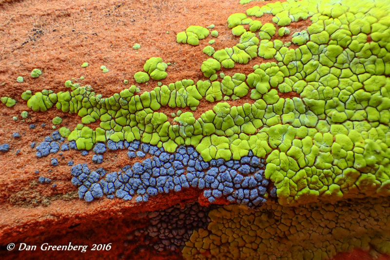 Multi-Colored Lichen