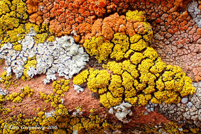 Multi-Colored Lichen #2 