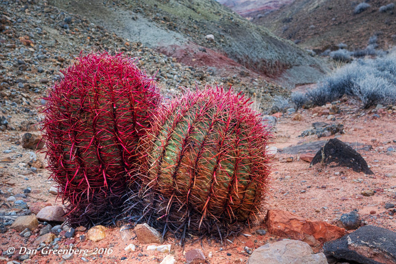 Barrel Cacti