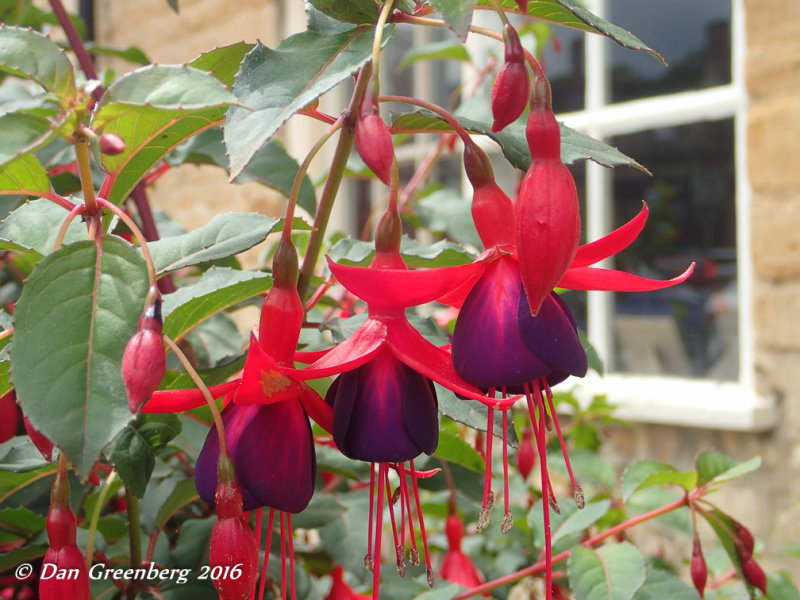 More Beautiful Flowers Along the Way