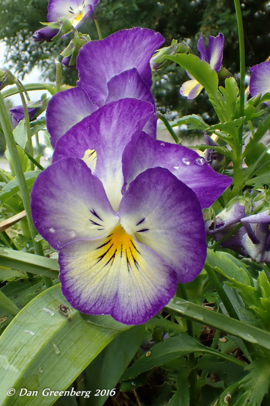 Pansy Snapshot