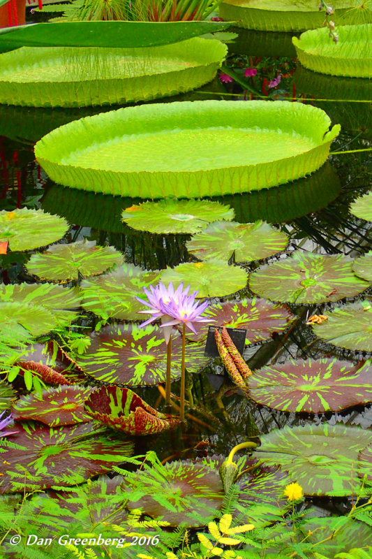 Lotus and Lilly Pads