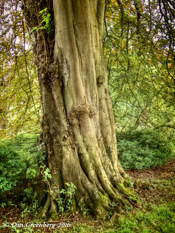 An Ancient Tree