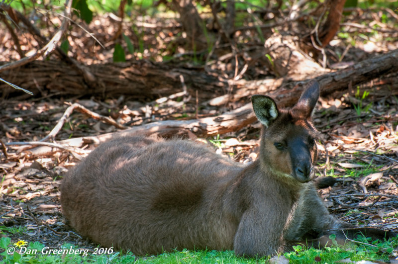 Sooty Kangaroo