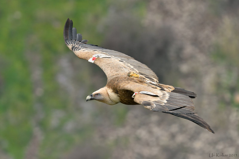 <h5>Griffon Vulture - נשר מקראי - <i>Gyps fulvus<i></h5>
