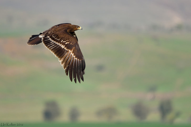 <h5>Greater Spotted Eagle - עיט צפרדעים - <i>Aquila clanga<i></h5>