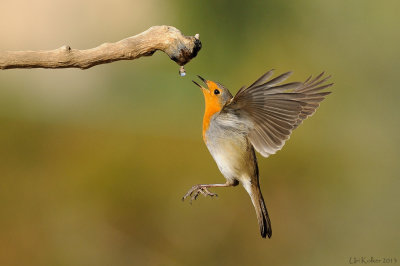 European Robin - אדום-החזה - Erithacus rubecula