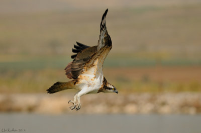  Osprey - שלך -  Pandion haliaetus  