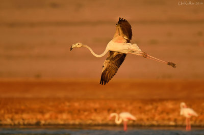 Flamingo - פלמינגו מצוי - Phoenicopterus roseus