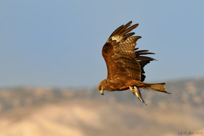 <h5>Black Kite - דיה שחורה - <i>Milvus migrans<i></h5>