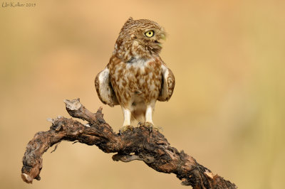 Little Owl - כוס החורבות - Athene noctua