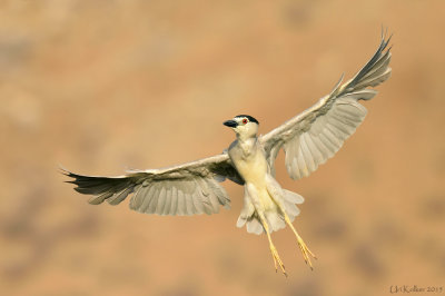 Night Heron - אנפת לילה - Nycticorax nycticorax