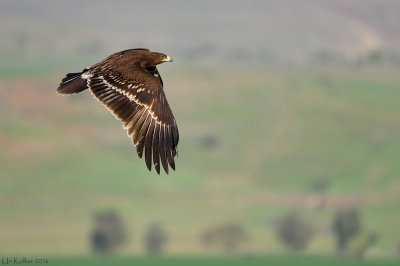 Greater Spotted Eagle - עיט צפרדעים - Aquila clanga