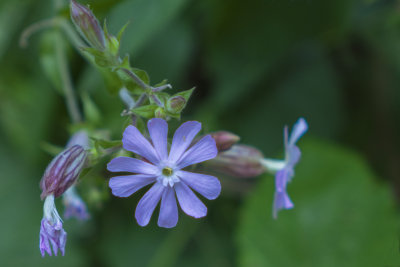 flores.jpg