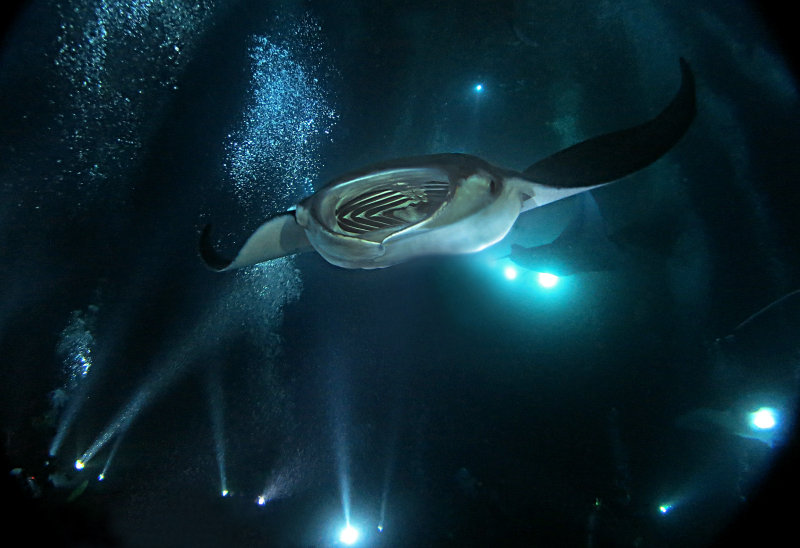 MANTA RAY NIGHT DIVE, KONA, BIG ISLAND, HAWAII 