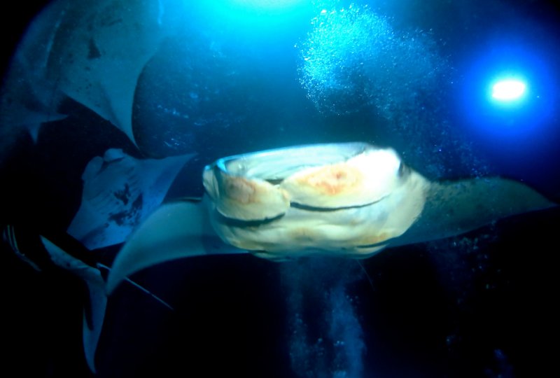 MANTA RAY NIGHT DIVE, KONA, BIG ISLAND, HAWAII