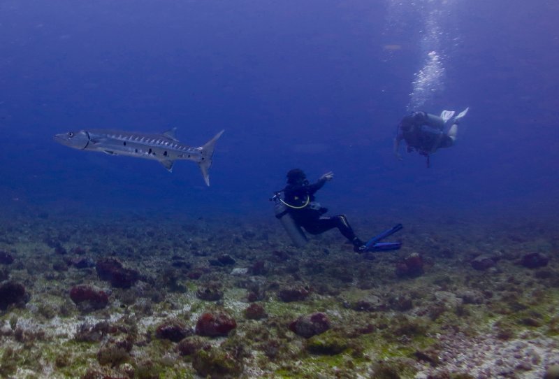 FERNANDO DE NORONHA, BRAZIL, SHARING OUR DREAMS...