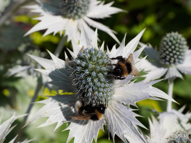 Beeautiful Mount Ephraim Gardens -2