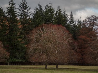 Autumn in Blenheim Park