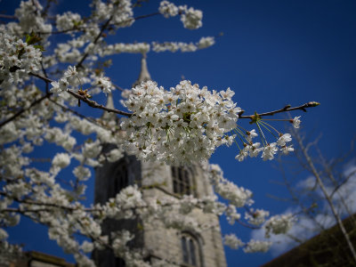 Glorious Blooms