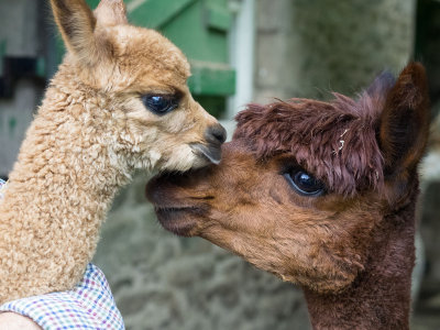 Alpaca Baby and Mum