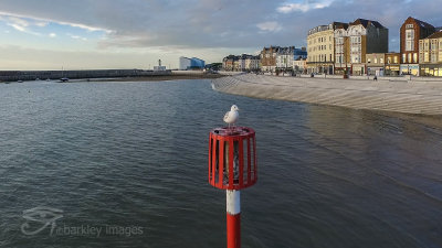 Brave Seagull - Margate Seafront