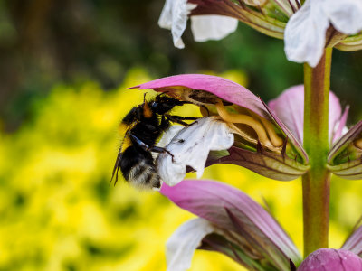 Beeautiful Mount Ephraim Gardens -1