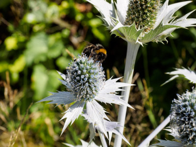 Beeautiful Mount Ephraim Gardens - 3