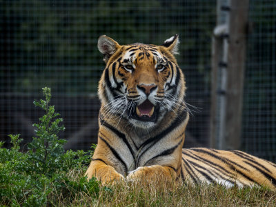 Tiger Tiger at Wingham Wildlife Park