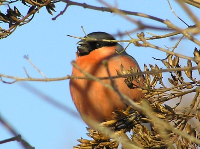 Svilpis Valdemarpili