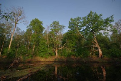 Pededze oaks