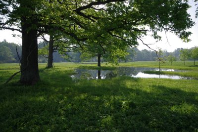 Pededze oaks