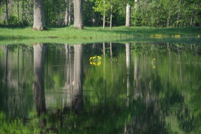 Pededze oaks