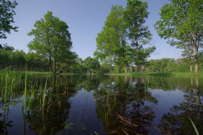 Pededze oaks