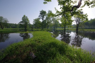 Pededze oaks