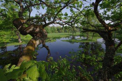 Pededze oaks