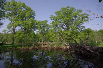 Pededze oaks