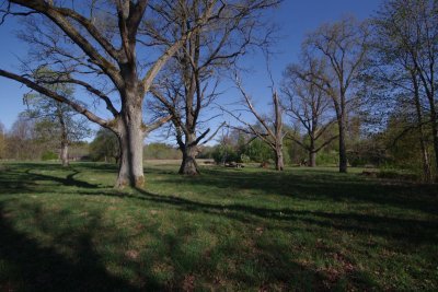 Pededze oaks