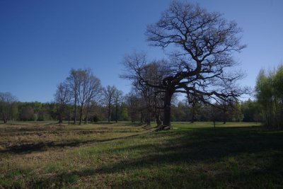 Pededze oaks