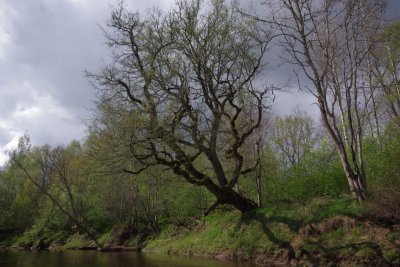 Pededze oaks