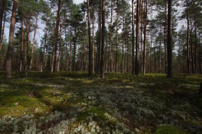 Forest near Smiltene