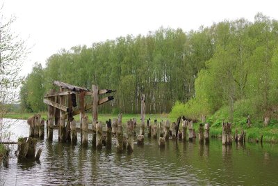 Zalenieki